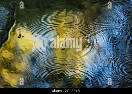 Water striders create ripples as they patrol Redwood Creek in Muir Woods National Monument, California, USA Stock Photo