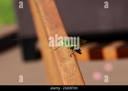 Selective closeup of a green grasshopper on a wooden chair back Stock Photo