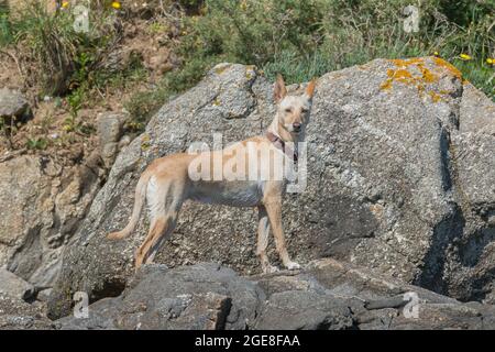 dog warren hound spanish podenco with light sand colored hair on some beach rocks in summer Stock Photo