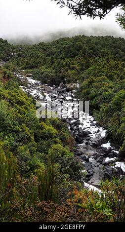 On a rainy misty day, thick subalpine forest and a running creek, on the Wilkies Pools walk in Egmont National Park, NZ Stock Photo