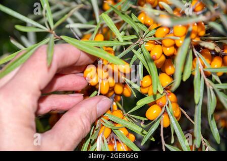 Collection of ripe and healthy sea buckthorn berries. Hand picking fresh ripe orange sea buckthorn berries from a bush, close-up, selective focus. Hea Stock Photo