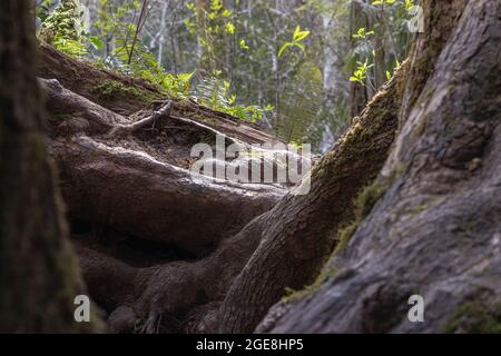 old twisted tree roots in a forest on a sunny day Stock Photo
