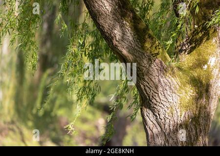 Large willow tree growing in the middle of a park Stock Photo