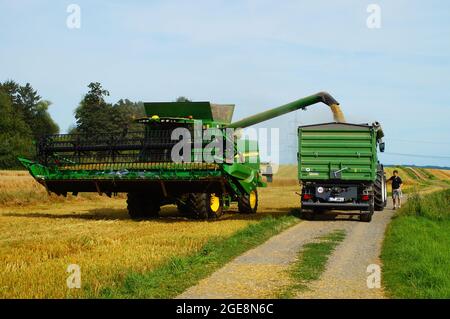 The oat harvest is brought in. Stock Photo