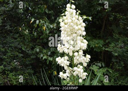 white flowers in the garden Stock Photo