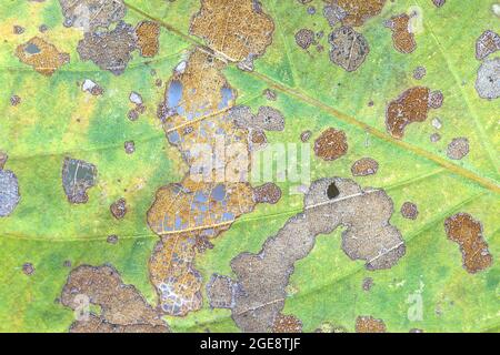 Damage Leaf with holes, eaten by pests isolated on white background Stock Photo