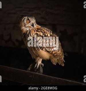 Short-eared Owl (Asio flammeus) Portrait