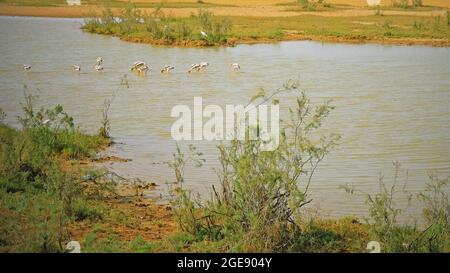A flock of Painted Storks ( Mycteria leucocephala ) on a lake in the Kutch area of Gujarat, India