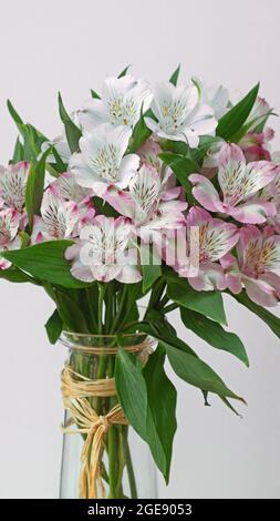 A display of pink and white Alstroemeria aurea flowers ( also known as the Peruvian Lily ) native to the Americas