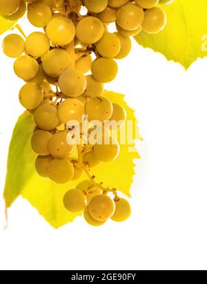 Fresh branch of grape vine sunny day on white background Stock Photo