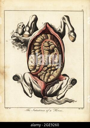 The intestines of a horse. Gut colon 1, caecum or blind gut 2, rectum or straight gut 3, diaphragm 4, yard 5, glans 6, fundament and sphincter 7. Handcoloured copperplate engraving J. Pass after an illustration by Daniel Dodd from William Augustus Osbaldiston’s The British Sportsman, or Nobleman, Gentleman and Farmer’s Dictionary of Recreation and Amusement, J. Stead, London, 1792. Stock Photo