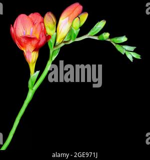 Beautiful red Freesia flowers photographed against a plain black background Stock Photo