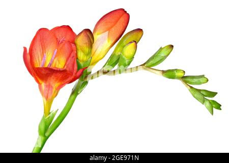 Beautiful red Freesia flowers photographed against a plain white background Stock Photo