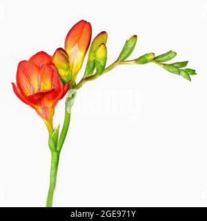 Beautiful red Freesia flowers photographed against a plain white background Stock Photo