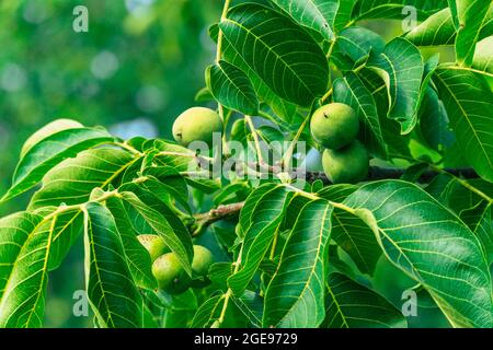 green walnuts on a tree Stock Photo