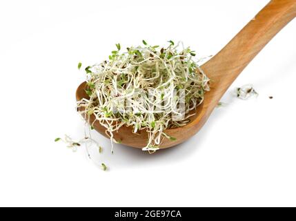 Microgreen sprouts of lucern on white background. Lucern germs isolated on white. Stock Photo