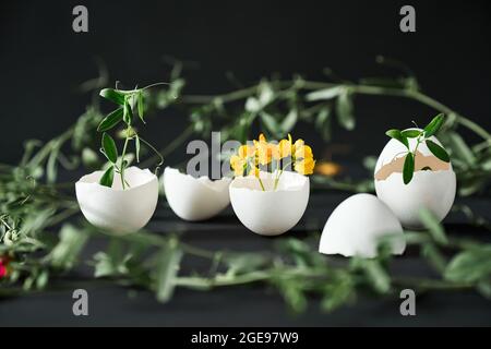 Flowers in eggshell on black background. creative art, symbolism concept. Eggshell vase Stock Photo