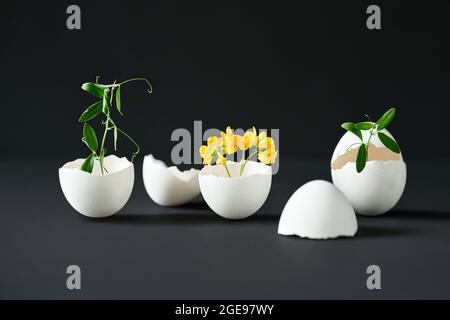 Flowers in eggshell on black background. creative art, symbolism concept. Eggshell vase Stock Photo