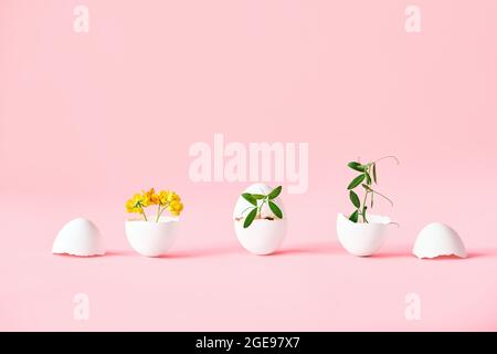 Flowers in eggshell on pink background. symbolism concept, creative art. Eggshell vase Stock Photo