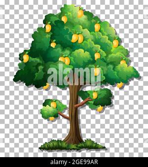 Mango tree on transparent background illustration Stock Vector