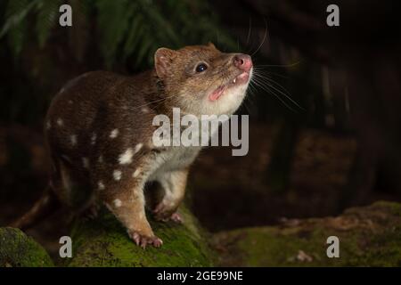 Closeup shot of a Tiger Quoll, Spotted-tail Quoll in Tasmania, Australia Stock Photo