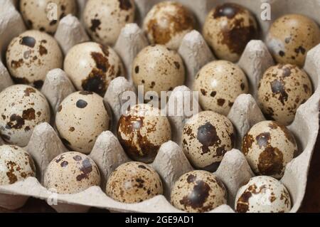 Quail eggs in a cardboard stand, close up shot Stock Photo