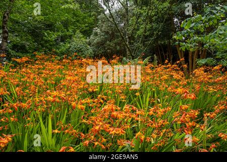 A spectacular colony of Crocosmia aurea Montbretia growing on a slope in Cornwall. Stock Photo