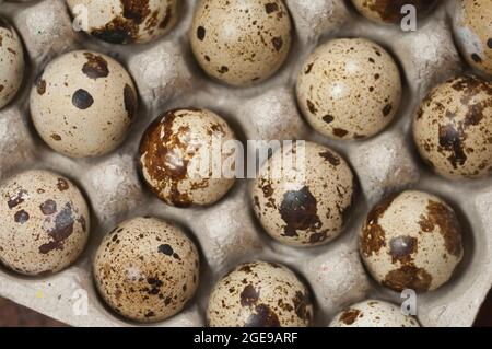 Quail eggs in a cardboard stand, close up shot Stock Photo