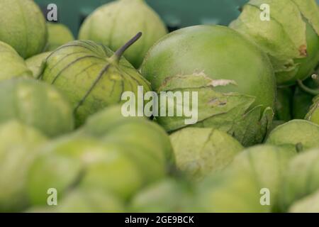 Green tomatillos, Physalis philadelphica, during the harvest Stock Photo