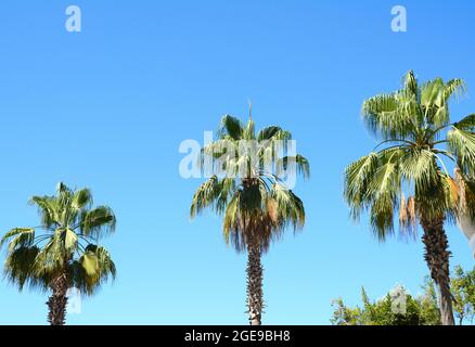 palm trees bottom view to the tops. In the foreground in the center of the curve the trunk of a tree with green branches against a blue sky. Stock Photo