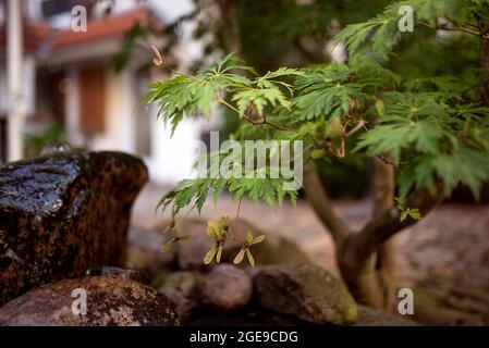 Seed from maple on a tree. beautiful city image: Stock Photo