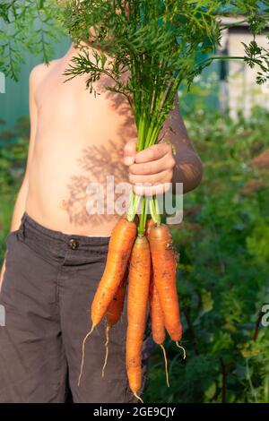 In the frame, part of a boy in black shorts holding in his hand a bunch of fresh carrots with tops against a background of green leaves on a bright su Stock Photo