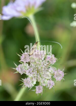 Nemophora metallica which is a species of fairy longhorn moth, resting on a flower. Stock Photo