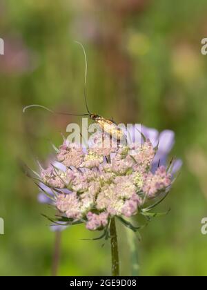 Nemophora metallica which is a species of fairy longhorn moth, resting on a flower. Stock Photo