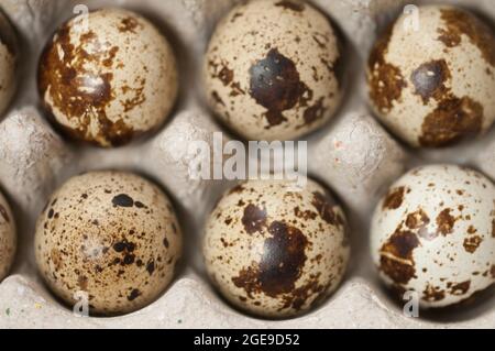 Quail eggs in a cardboard stand, close up shot Stock Photo