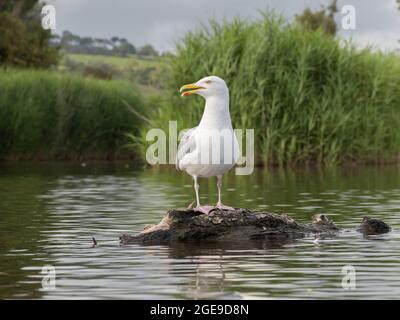 A European Herring Gull (Larus argentatus) perched on a tree trunk floating in a lake. Stock Photo