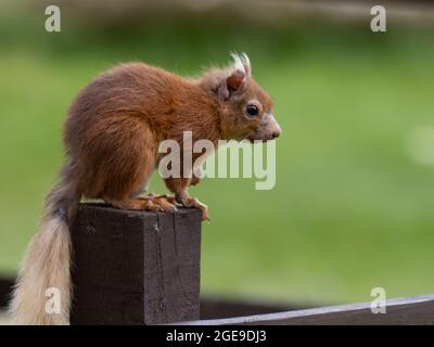 Red Squirrel or Eurasian Red Squirrel (Sciurus vulgaris) sitting on a fence post. Stock Photo
