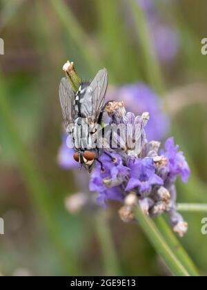 A Flesh Fly (Sarcophagidae) resting on a lavender flower. Stock Photo
