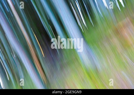 Spring in Lake District.Abstract nature photograph created using ICM technique.Perfect for wall art print, calendar or wallpaper. Stock Photo