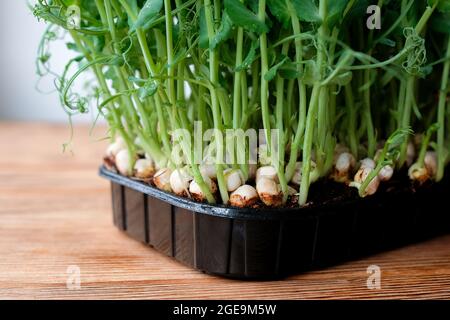 Young sprouts of peas in a black container. Grow greens at home. Stock Photo