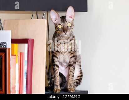 The shorthaired cat is sitting on a bookshelf. Cornish rex. Stock Photo