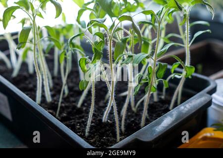 Young tomatoes in a seedling container. Home garden. Stock Photo