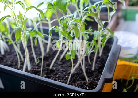 Seedlings of tomatoes in a box. Shaggy shoots for planting in the ground. Stock Photo