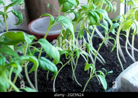 Tender sprouts of tomatoes in a box. Seedling. Stock Photo