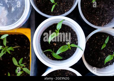 Pepper seedlings in round plastic containers. View from above. Stock Photo