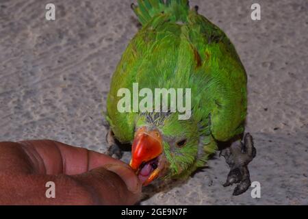 A man feeding mulberry on a ring-neck parrot's child, selective focus. Stock Photo