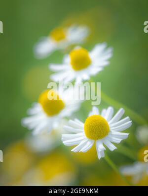 German Camomile flowers. Stock Photo