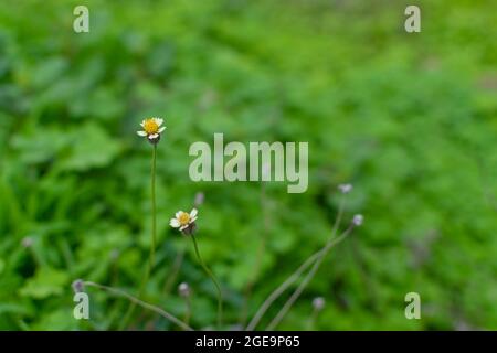 Small flowers of tridax procumbens, also known as tridax daisy or coatbuttons. Used selective focus. Stock Photo