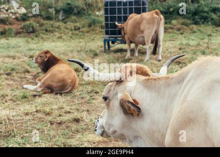 Heard of cows grazing on the meadow in Asturias. Asturian Valley cattle Stock Photo