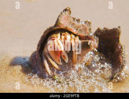 Common marine hermit crab in a shell on the beach Stock Photo